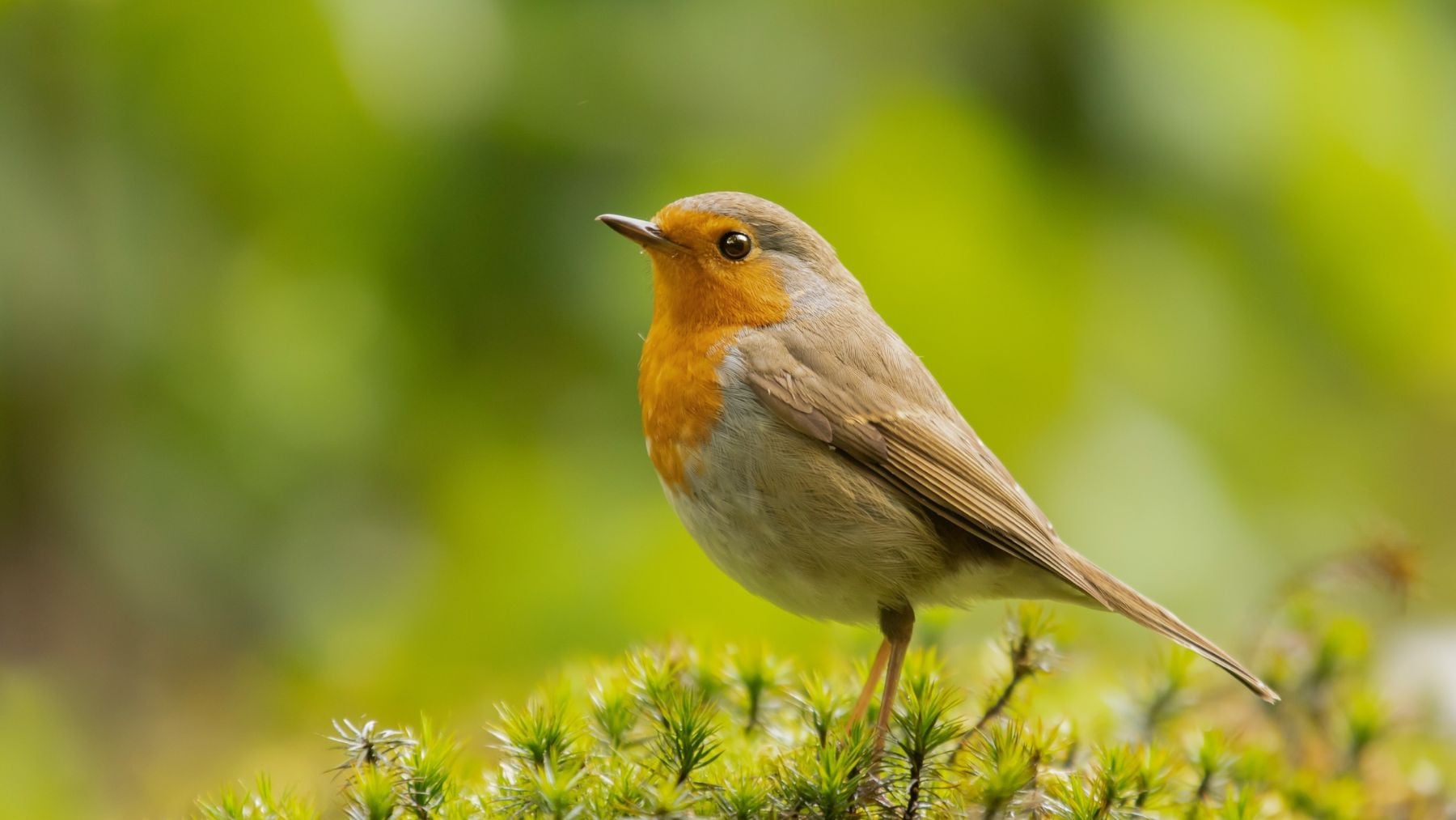 Suena raro pero es 100% real: crearon la mayor organización de aves del mundo y borraron sus nombres de los registros