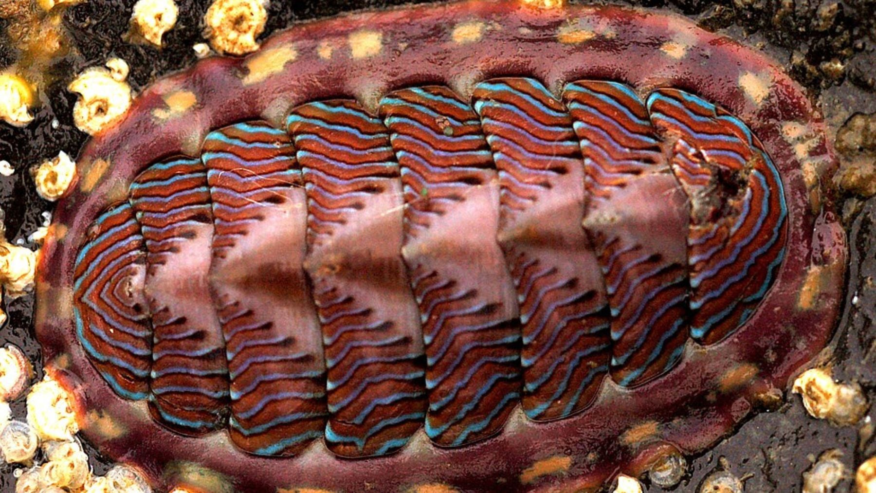 Los biólogos se frotan los ojos: descubren en Corea un molusco marino que no ha cambiado en 300 millones de años