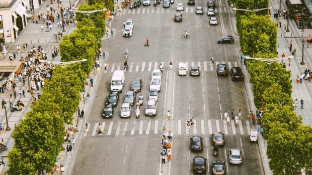 Cada árbol cuenta: un estudio revela que pueden absorber más CO₂ del que emiten los coches