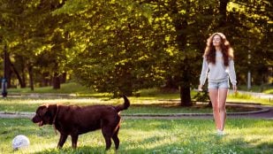 Perro suelto en el parque