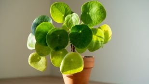 La planta del dinero en primavera