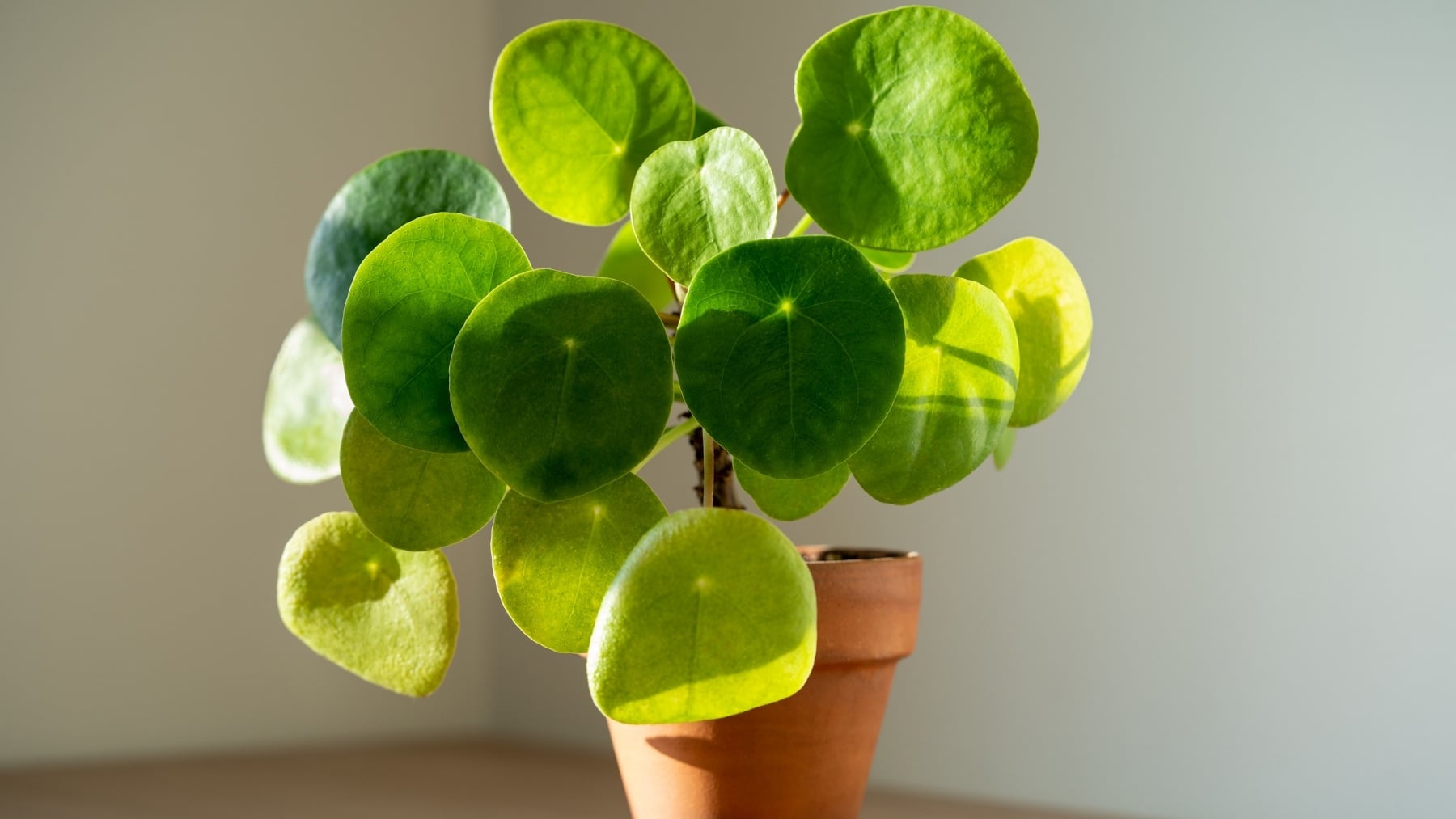Esto es lo que tienes que hacer con la planta del dinero para que resista toda la primavera