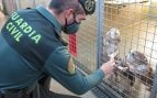 muerte perros Mallorca