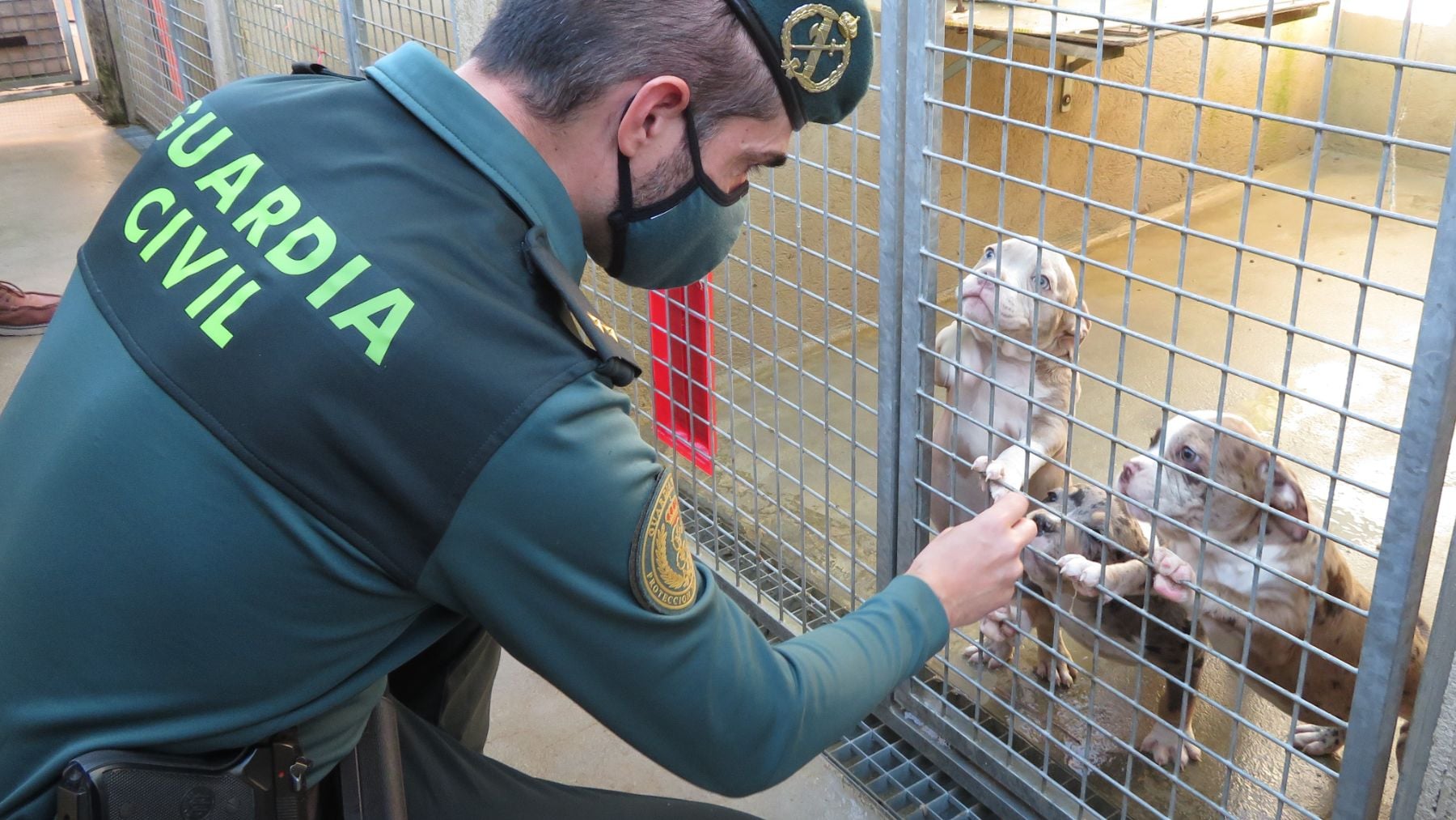 Viaje mortal a Mallorca: dos imputados por la muerte de 27 perros hacinados en un ferry