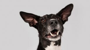 Perro, animales, mascotas