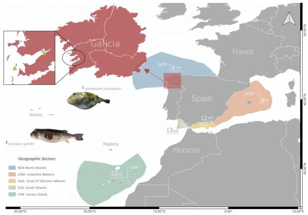 Zonas pez globo Galicia