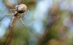 Arañas, insectos, naturaleza