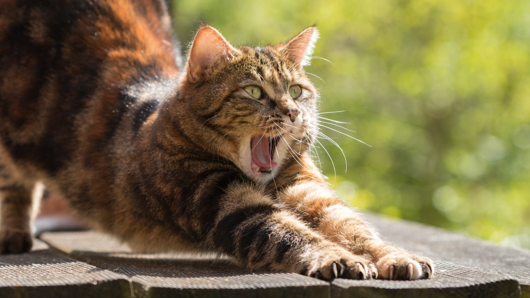 Los expertos revelan el motivo por el que tu gato se estira cuando te ve: no es sólo por razones físicas