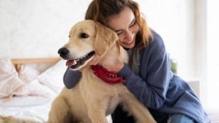 Perros, mascota, animales