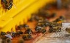Colmenas urbanas de abejas en Valencia, iniciativa ayuntamiento de Valencia colmenas urbanas, abejas del ayuntamiento de Valencia, abejas de Valencia producen 450 kilos de miel al año.