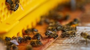 Colmenas urbanas de abejas en Valencia, iniciativa ayuntamiento de Valencia colmenas urbanas, abejas del ayuntamiento de Valencia, abejas de Valencia producen 450 kilos de miel al año.