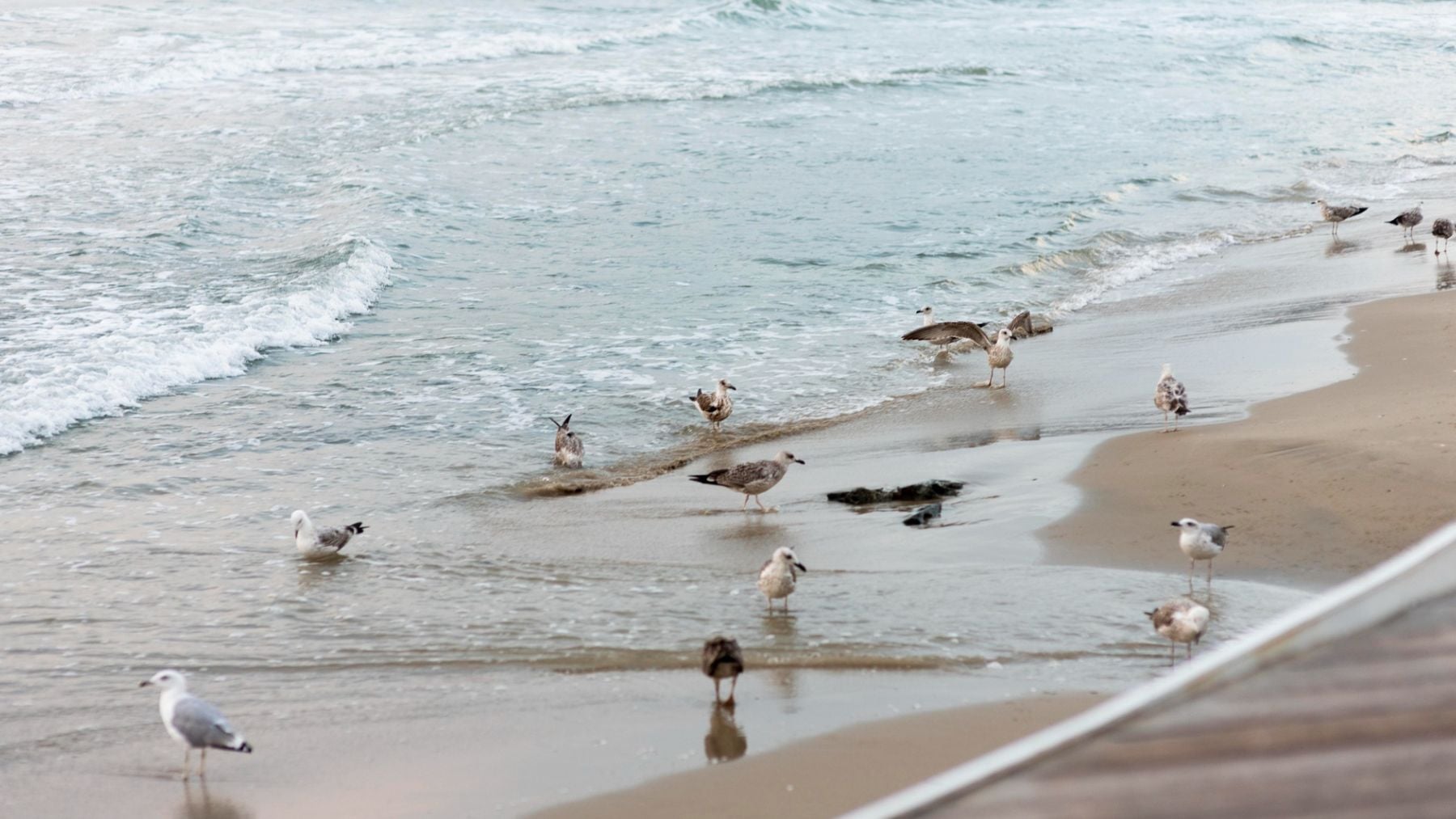 Brindis en la zoología: un estudio de los últimos 70 años confirman que las aves costeras se están recuperando