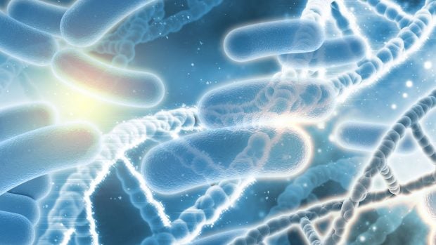 adn, bacterias