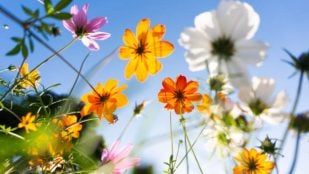 cuando empieza la primavera