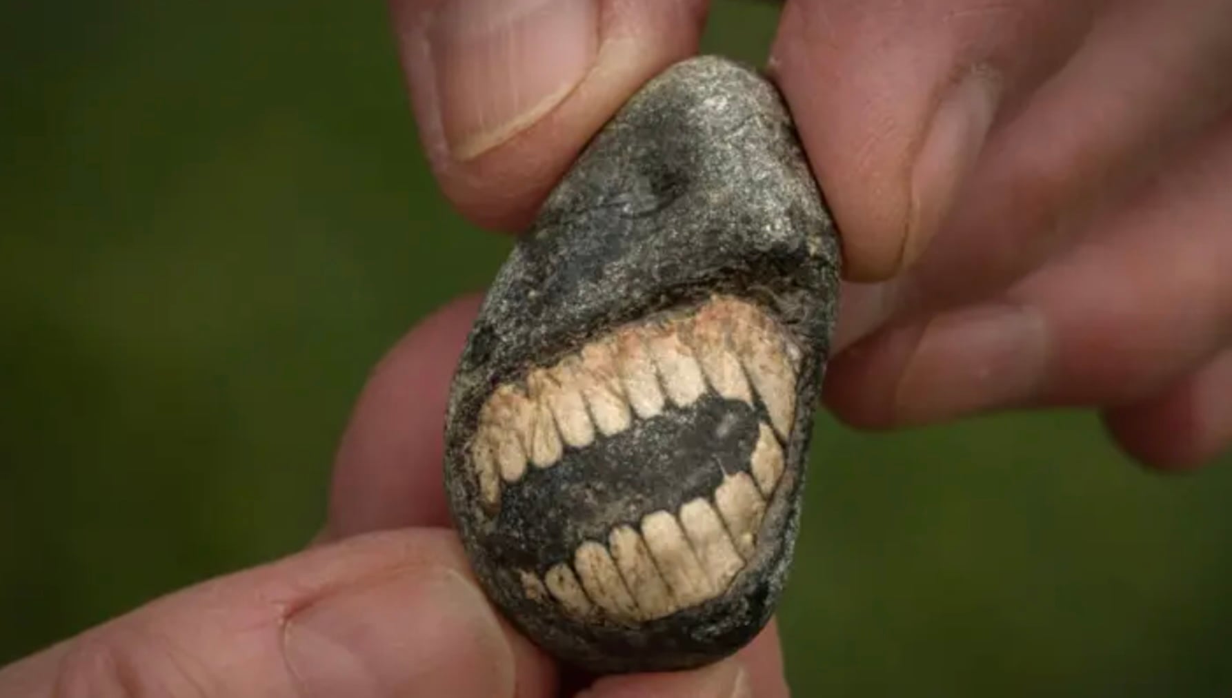 Una mujer de 64 años sale a pasear por la playa de una isla inglesa y descubre un increíble fósil de 350 millones de años