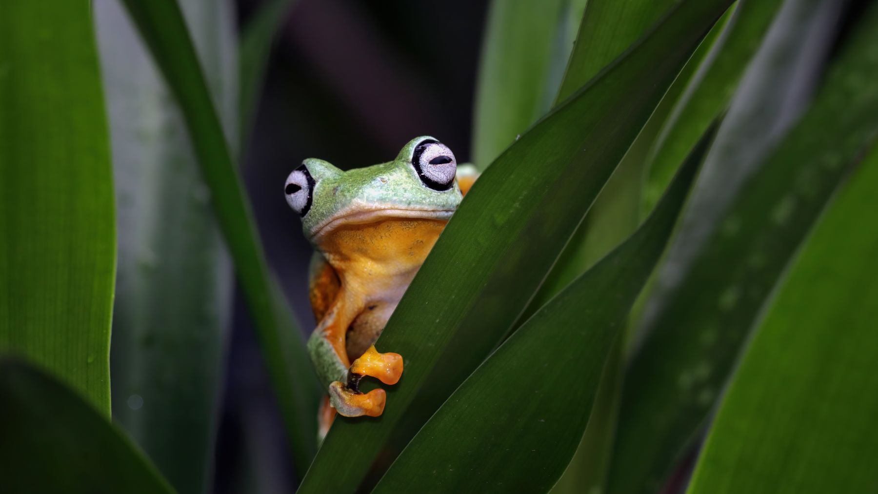 Los científicos no dan crédito: nace la