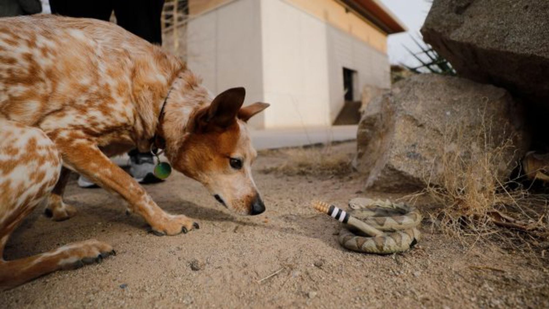 Hito inaudito en la ciencia: crean una serpiente de cascabel robótica y la reacción de otros animales revela mucho sobre el instinto