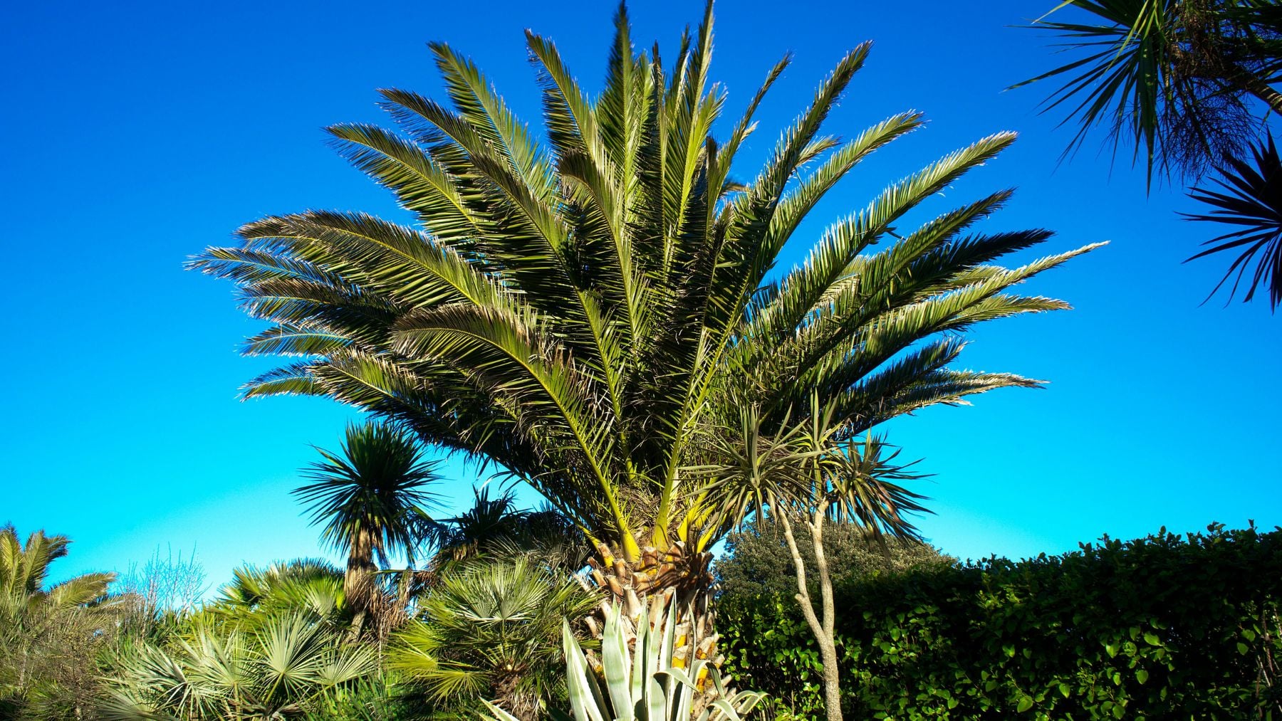 Los zoólogos no dan crédito: el mayor ave de América podría ser clave para evitar la extinción de bosques en Uruguay