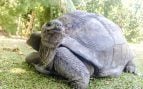 Tortugas, animales, curiosidades
