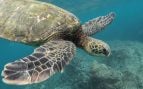 Tortuga marina, Argentina, animales