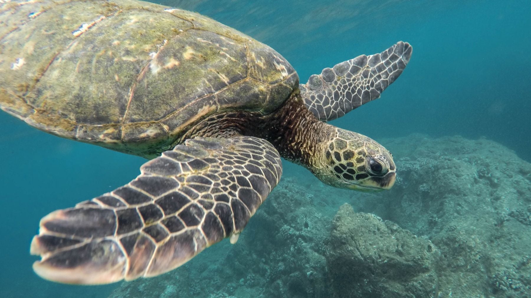 Los paleontólogos siguen de celebración: aparece en Argentina una tortuga marina gigante de 20 millones de años