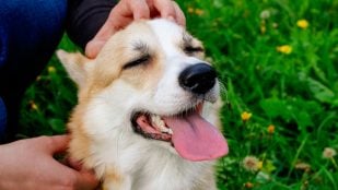 Cómo ven los perros