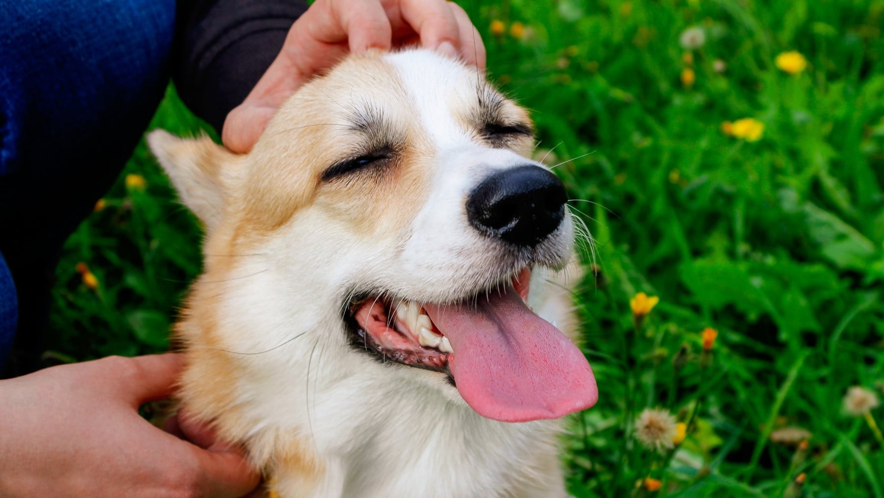 Adiós al mito de toda la vida: los perros no ven en blanco y negro, y los expertos avisan de los colores que sí distinguen