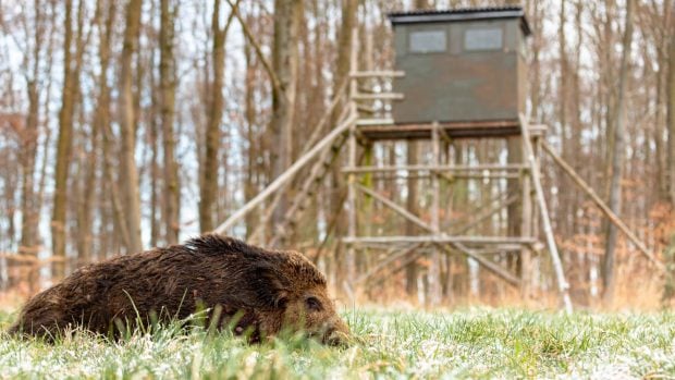 castilla-y-leon-jabali