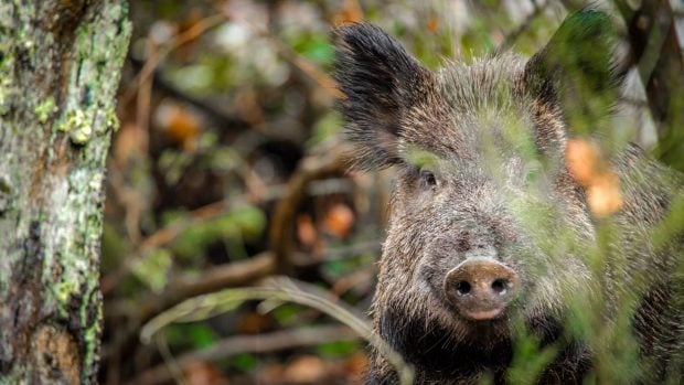 castilla-y-leon-jabali-caza