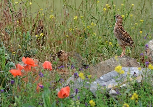 caza respaldo codorniz