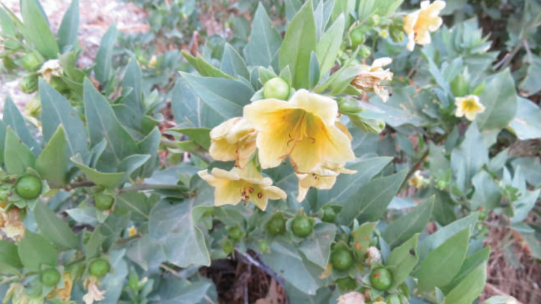 La botánica española celebra un hito: Andalucía planta 343 ejemplares de una extraña especie en peligro de extinción