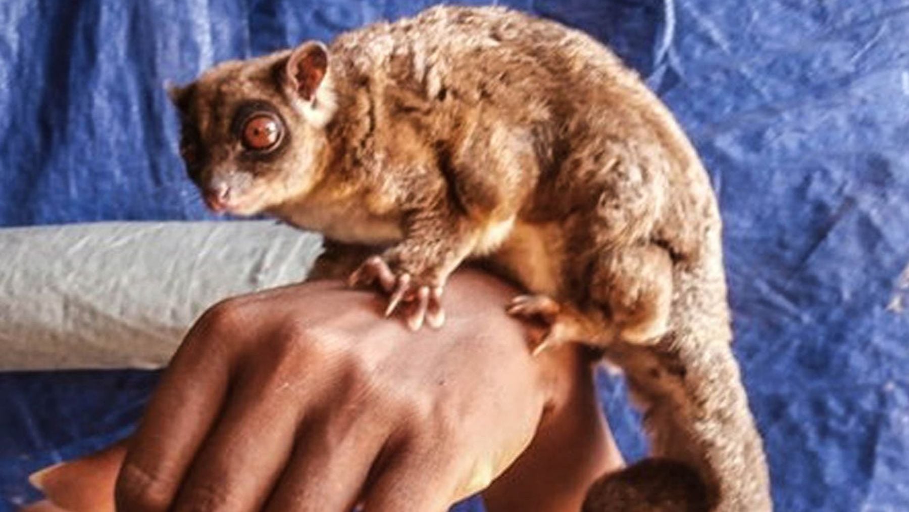 Bombazo en la zoología mundial: aparecen 2 ejemplares vivos de un rarísimo mamífero que se creía extinto por error