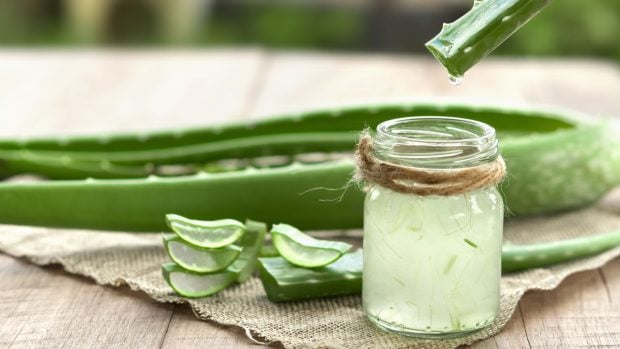 Aloe vera, planta muy empleada para el cuidado de la piel. 