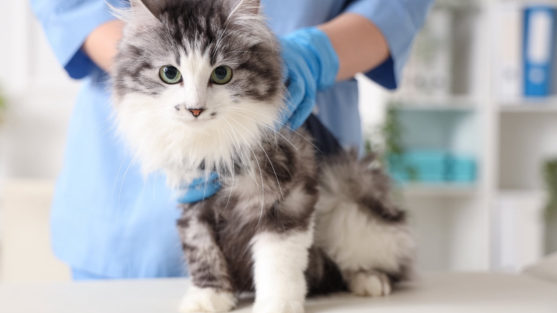 Aviso de los veterinarios: alertan sobre el hongo que se transmite de gatos a humanos y es peligroso