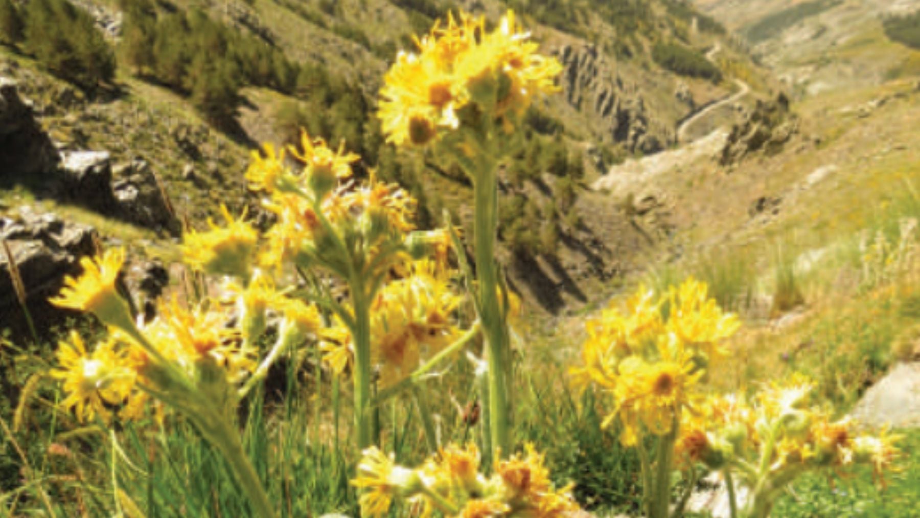 Andalucía incrementa en un 50% la población de una planta muy amenazada que solo existe en Sierra Nevada
