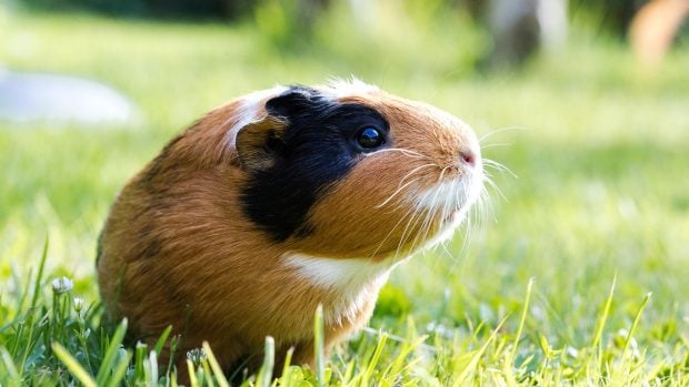 &iquest;Cosm&eacute;tica ecol&oacute;gica o vegana? Esto es lo que debes saber si te preocupa el bienestar animal