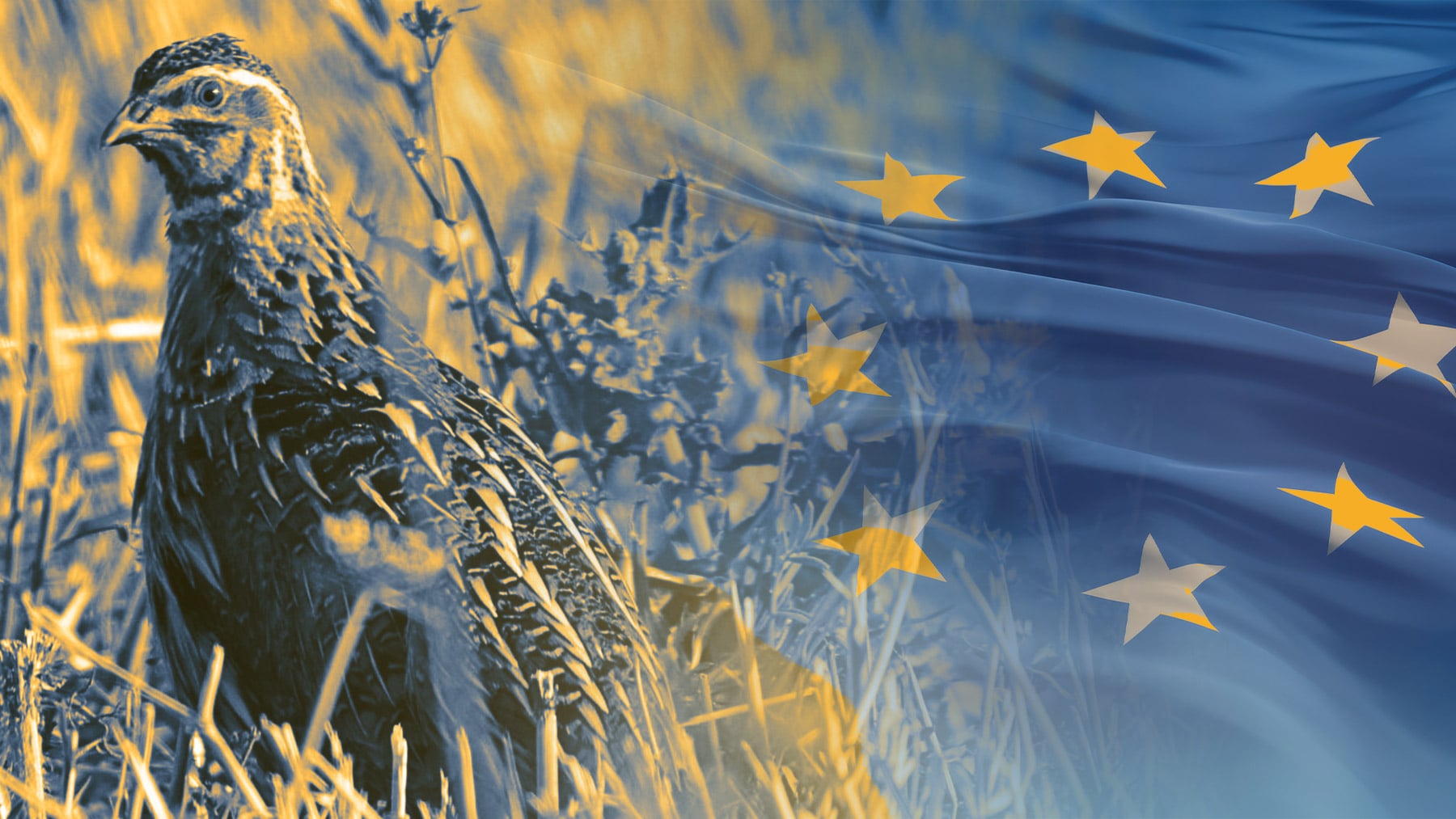 Codorniz común Europa