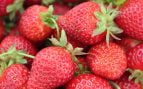Fresas españolas