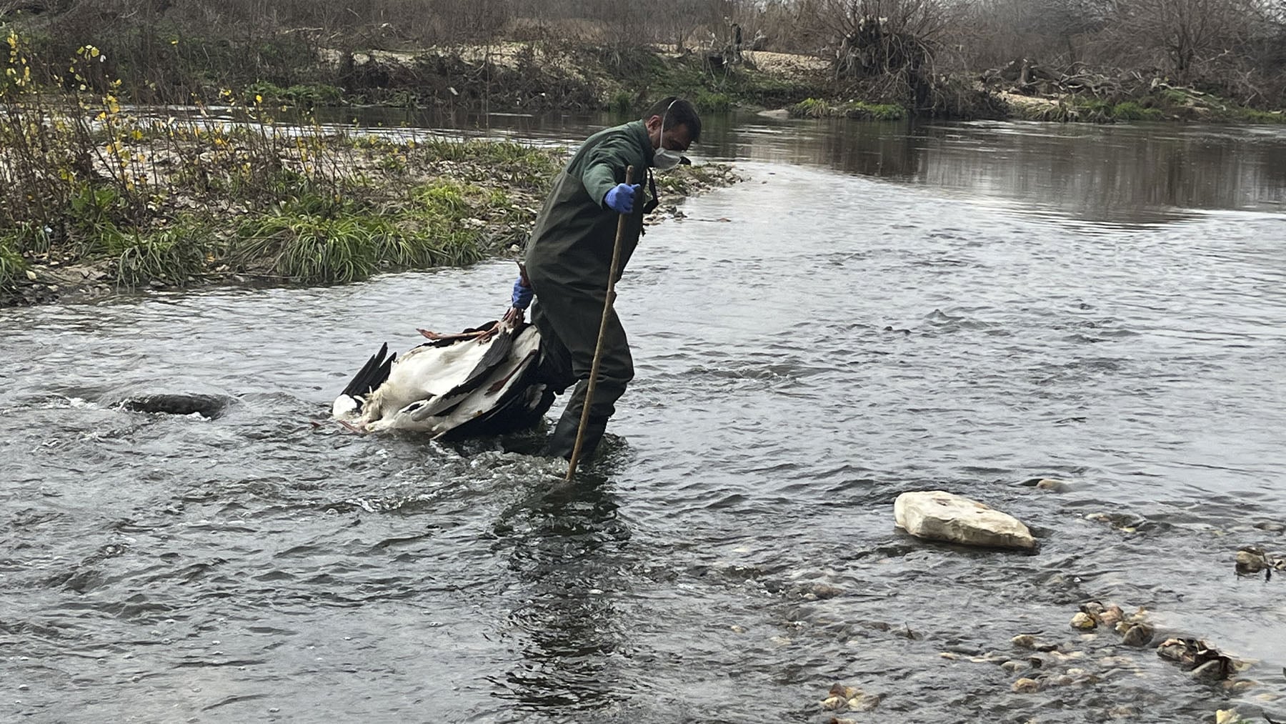 Paso de gigante en la lucha contra las especies invasoras en Madrid: retiran 4.012 tortugas, aves y peces exóticos