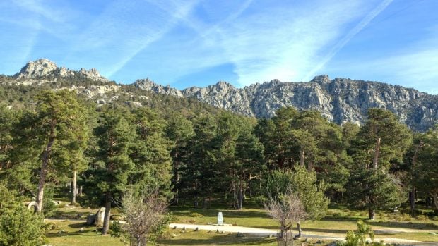 plan-impulso-forestal