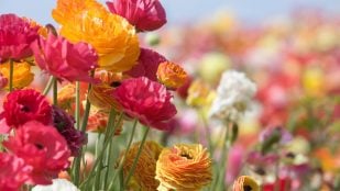 Frases primavera 2026