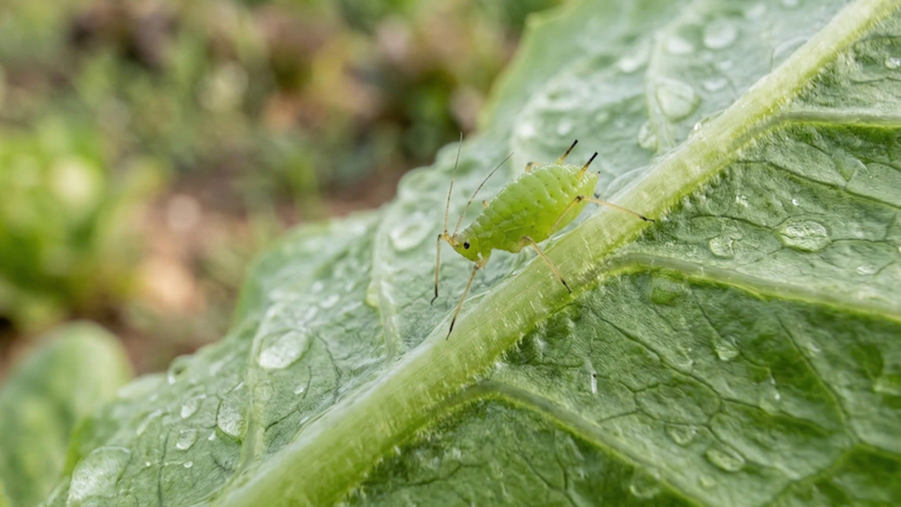 Los agricultores murcianos, en jaque: la plaga del pulgón arrasa 6.100 hectáreas de frutales y piden medidas urgentes