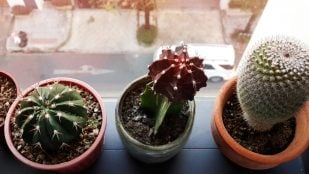 Cactus, plantas, tradición china, Feng Shui