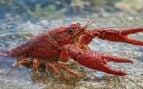 cangrejo rojo americano, especie invasora