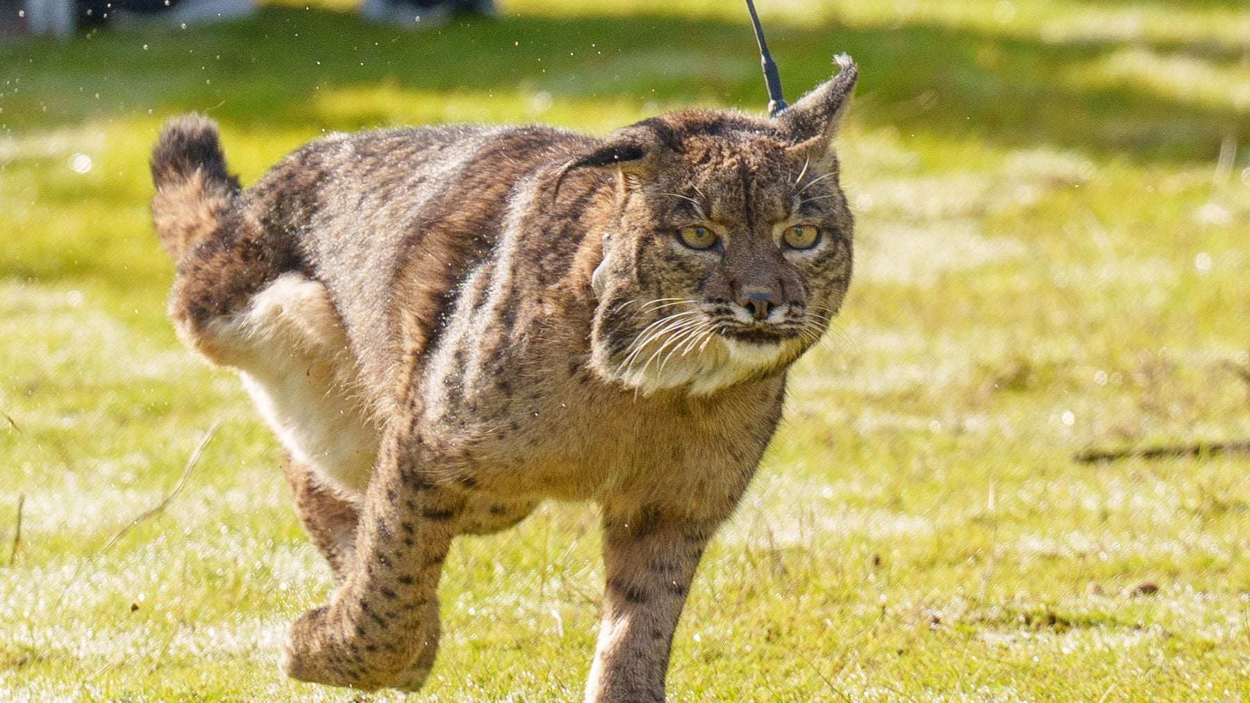 Suena cruel pero es un hito histórico en España: reintroducen linces que ayudarán a controlar al conejo y al zorro
