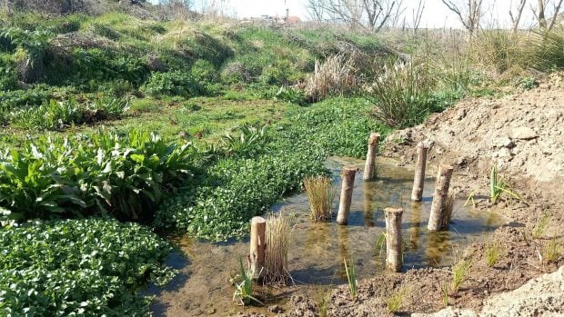 guardianes-tajo-agua-regeneración