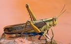Plagas de langosta, insectos, curiosidades, animales