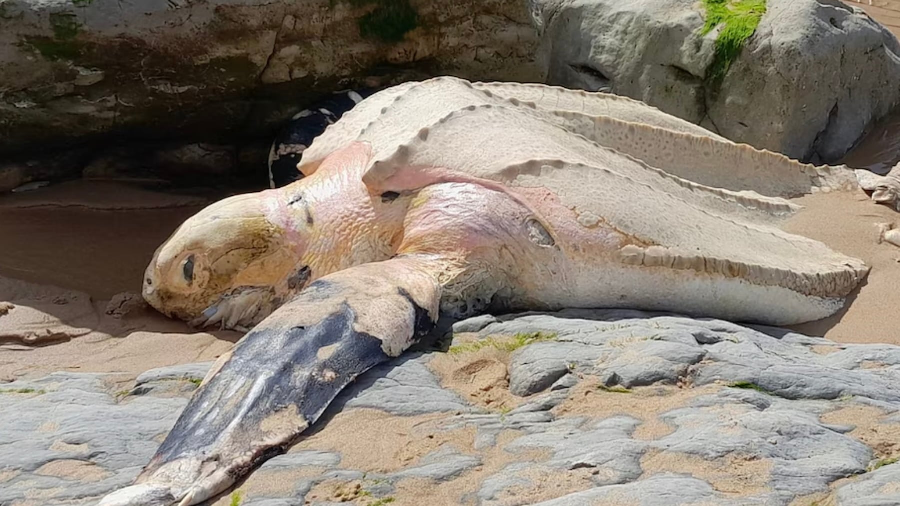 Sorpresón en las playas de Cantabria: aparece varado un enorme ejemplar de la tortuga más grande del mundo