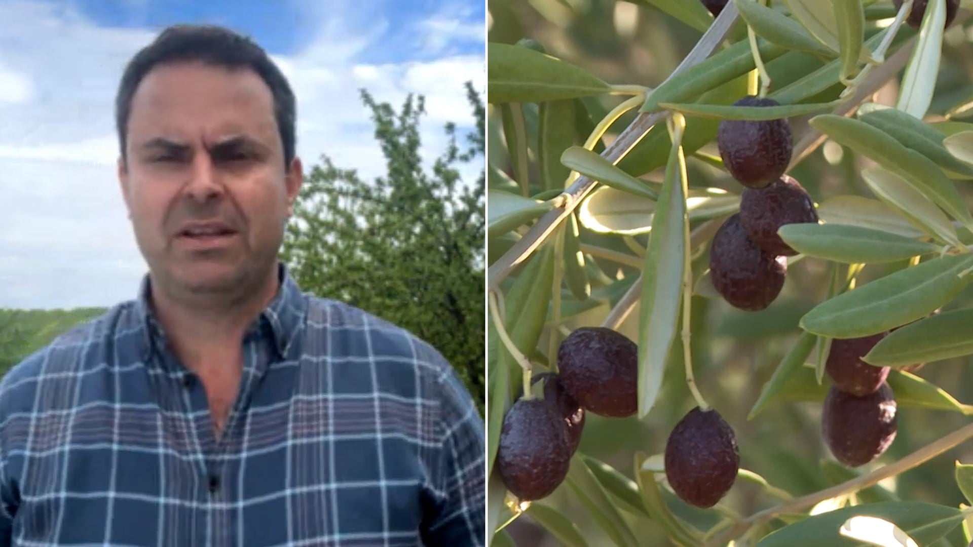 Las borrascas destrozan el olivar español: pérdidas de hasta 3.500 millones y un 30% menos de aceite de oliva