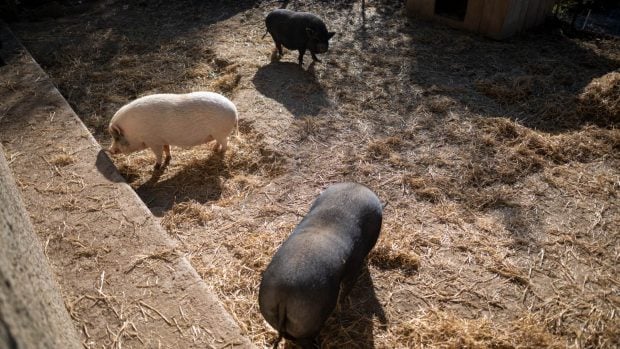 Varios cerdos en un santuario de animales. (Foto: Europa Press). 